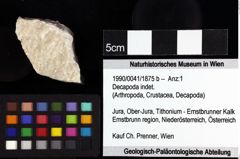 Foto (Objket + Etiketten) von Diogenidae indet. 